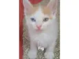 Fig