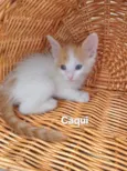 Caqui