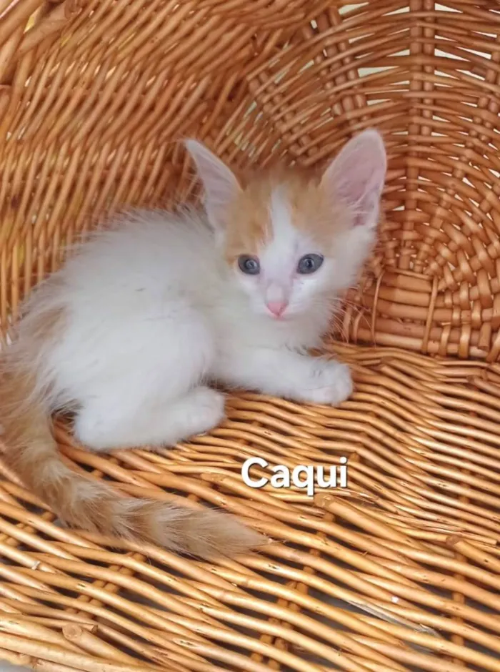 Gato ra a SRD-ViraLata idade Abaixo de 2 meses nome Caqui