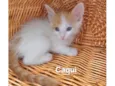 Caqui