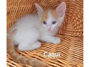 Gato raça SRD-ViraLata idade Abaixo de 2 meses nome Caqui