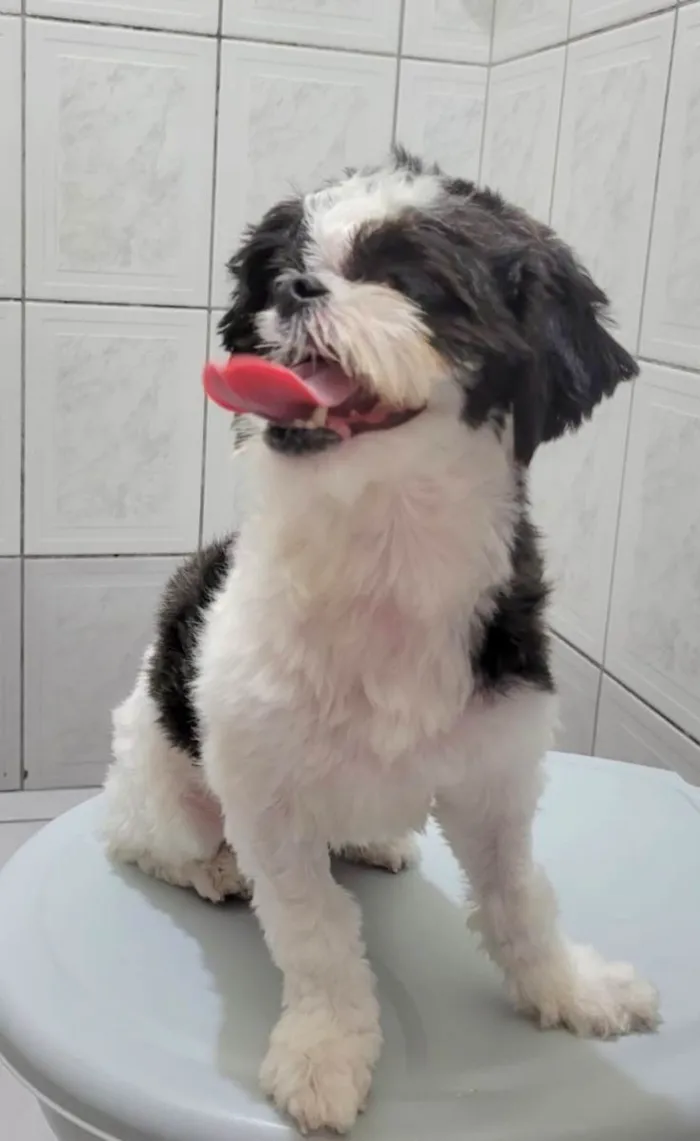 Cachorro ra a Shih-tzu idade 1 ano nome Dara