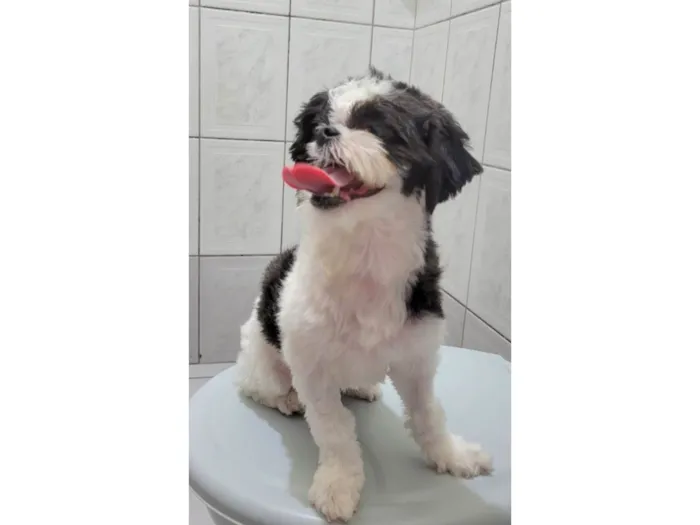Cachorro ra a Shih-tzu idade 1 ano nome Dara
