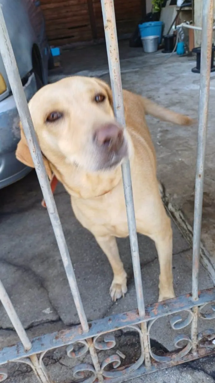 Cachorro ra a Labrador idade 1 ano nome Mel