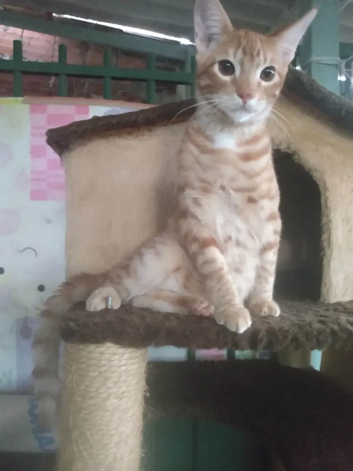 Gato ra a Srd idade 2 a 6 meses nome Caramelo (São Sebastião-DF)