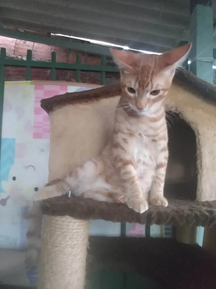 Gato ra a Srd idade 2 a 6 meses nome Caramelo (São Sebastião-DF)