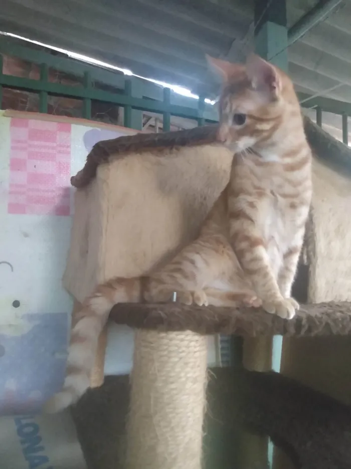 Gato ra a Srd idade 2 a 6 meses nome Caramelo (São Sebastião-DF)