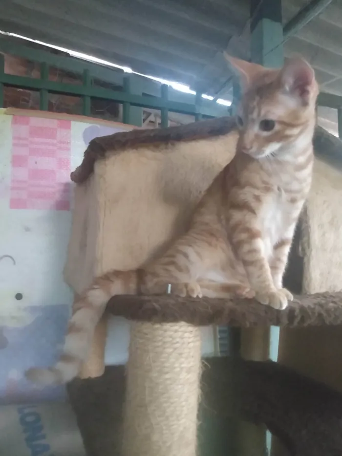 Gato ra a Srd idade 2 a 6 meses nome Caramelo (São Sebastião-DF)