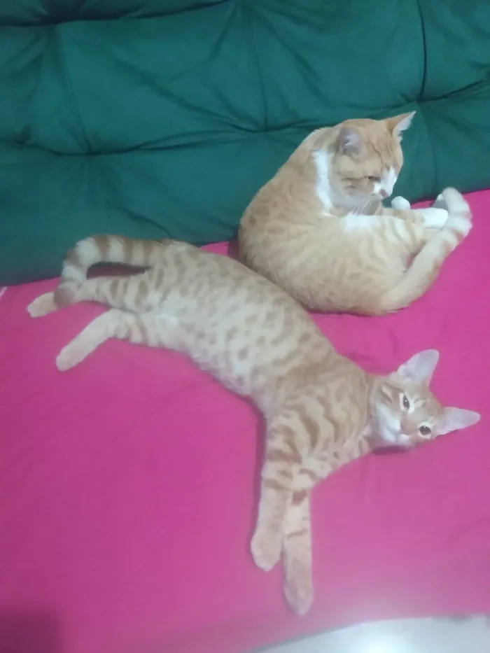 Gato ra a Srd idade 2 a 6 meses nome Caramelo (São Sebastião-DF)