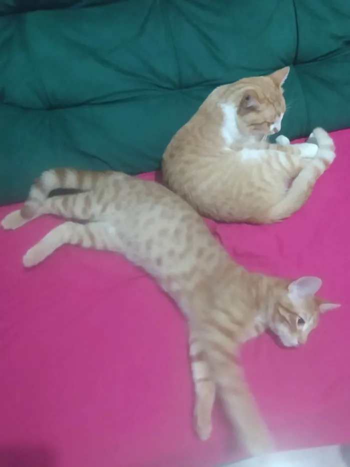 Gato ra a Srd idade 2 a 6 meses nome Caramelo (São Sebastião-DF)