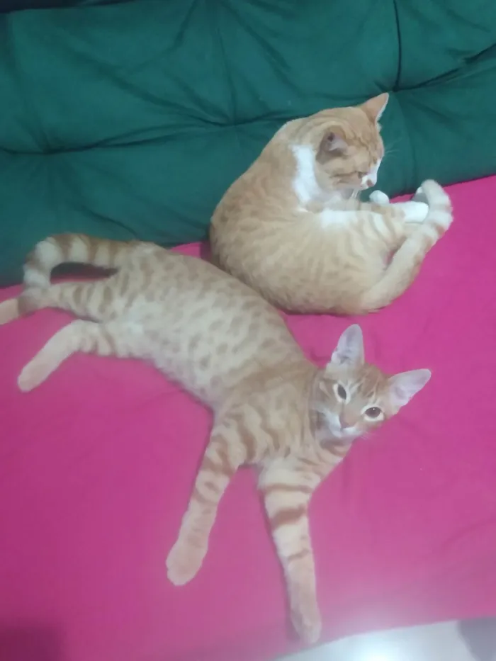 Gato ra a Srd idade 2 a 6 meses nome Caramelo (São Sebastião-DF)