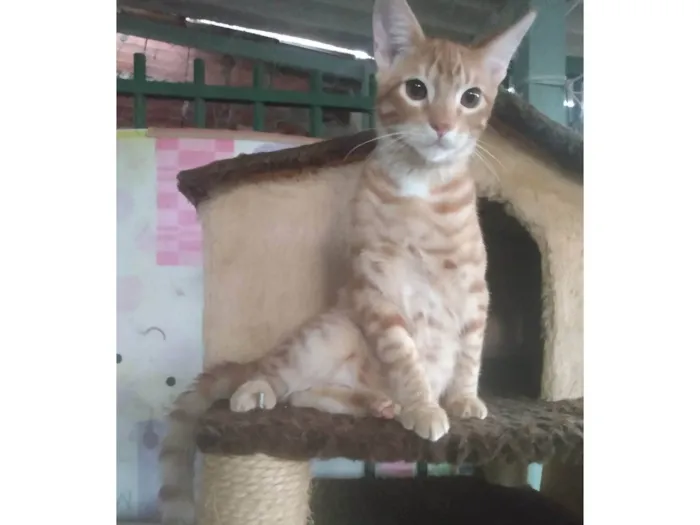 Gato ra a Srd idade 2 a 6 meses nome Caramelo (São Sebastião-DF)