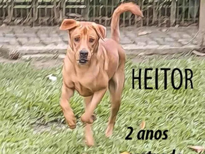 Cachorro ra a SRD-ViraLata idade 2 anos nome Heitor