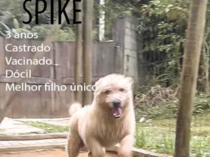 Cachorro raça SRD-ViraLata idade 3 anos nome Spike 