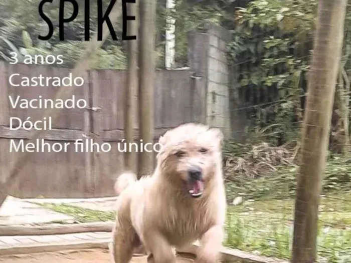 Cachorro ra a SRD-ViraLata idade 3 anos nome Spike 