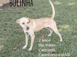 Cachorro raça SRD-ViraLata idade 2 anos nome Bolinha