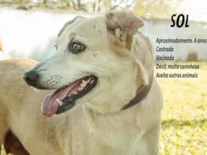Cachorro raça SRD-ViraLata idade 6 ou mais anos nome Sol