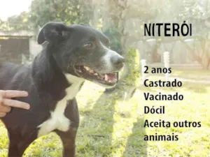 Cachorro raça SRD-ViraLata idade 2 anos nome Niterói 