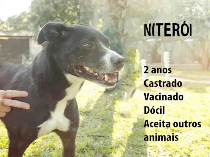 Cachorro ra a SRD-ViraLata idade 2 anos nome Niterói 