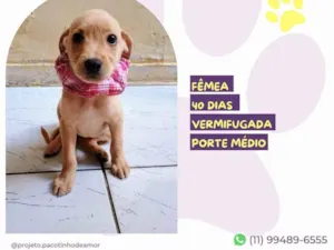 Cachorro raça SRD-ViraLata idade Abaixo de 2 meses nome Kenia 