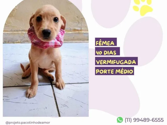 Cachorro ra a SRD-ViraLata idade Abaixo de 2 meses nome Kenia 