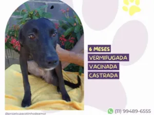 Cachorro raça SRD-ViraLata idade 2 a 6 meses nome Luz