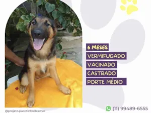 Cachorro raça SRD-ViraLata idade 2 a 6 meses nome Mario