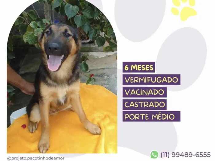 Cachorro ra a SRD-ViraLata idade 2 a 6 meses nome Mario