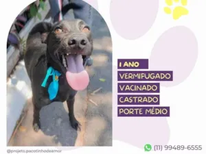 Cachorro raça SRD-ViraLata idade 1 ano nome Ninho 