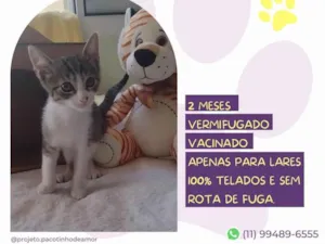 Gato raça SRD-ViraLata idade 2 a 6 meses nome Oliver