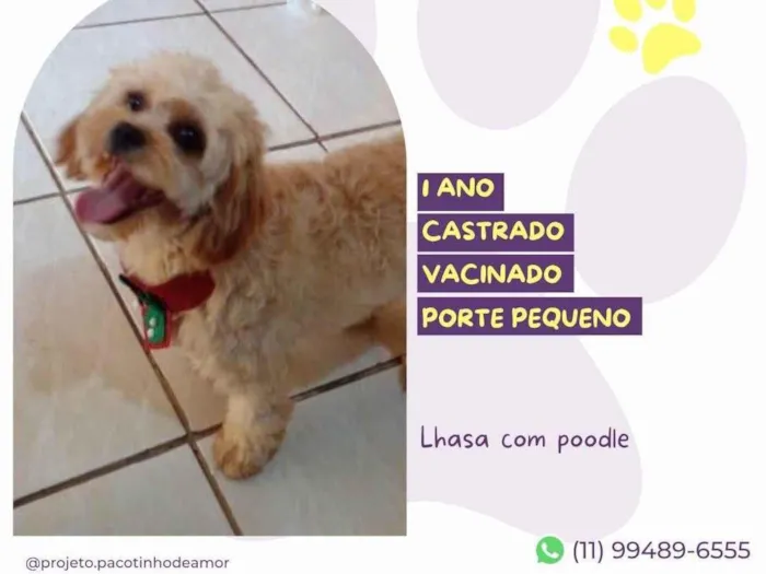 Cachorro ra a Lhasa Apso  idade 1 ano nome Otto 2
