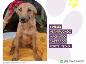Cachorro raça SRD-ViraLata idade 2 a 6 meses nome Pedro 