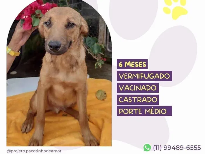 Cachorro ra a SRD-ViraLata idade 2 a 6 meses nome Pedro 