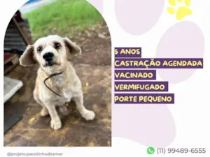Cachorro raça SRD-ViraLata idade 5 anos nome Popeye
