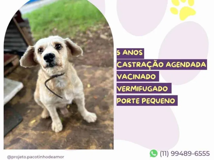 Cachorro ra a SRD-ViraLata idade 5 anos nome Popeye