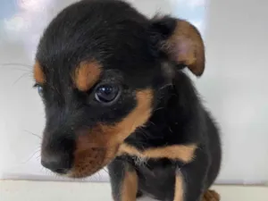 Cachorro raça SRD-ViraLata idade Abaixo de 2 meses nome Fofucho 