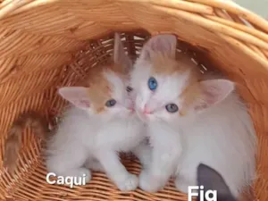 Gato raça SRD-ViraLata idade Abaixo de 2 meses nome Fig