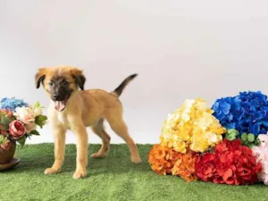 Cachorro raça SRD-ViraLata idade 2 a 6 meses nome Sara Flor