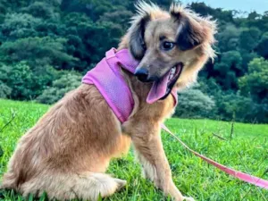 Cachorro raça SRD-ViraLata idade 7 a 11 meses nome Sorte