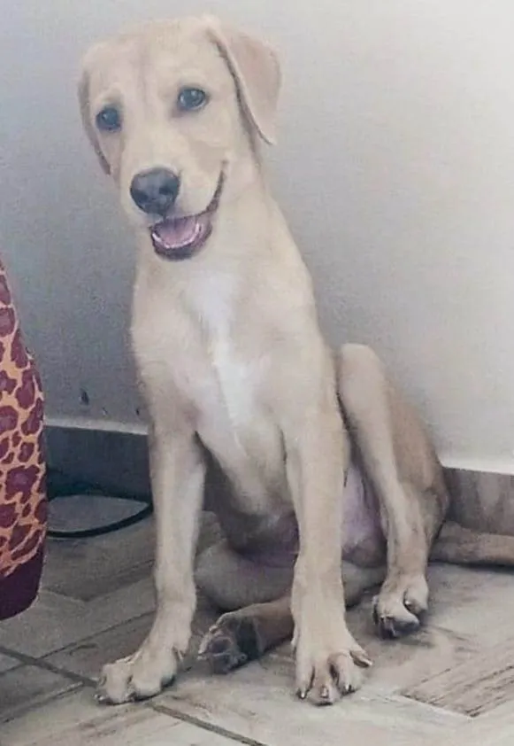 Cachorro ra a SRD-ViraLata idade 2 a 6 meses nome Marley 