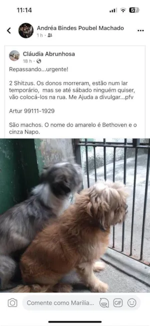 Cachorro raça Shitzu idade 3 anos nome 2 Shitzus 