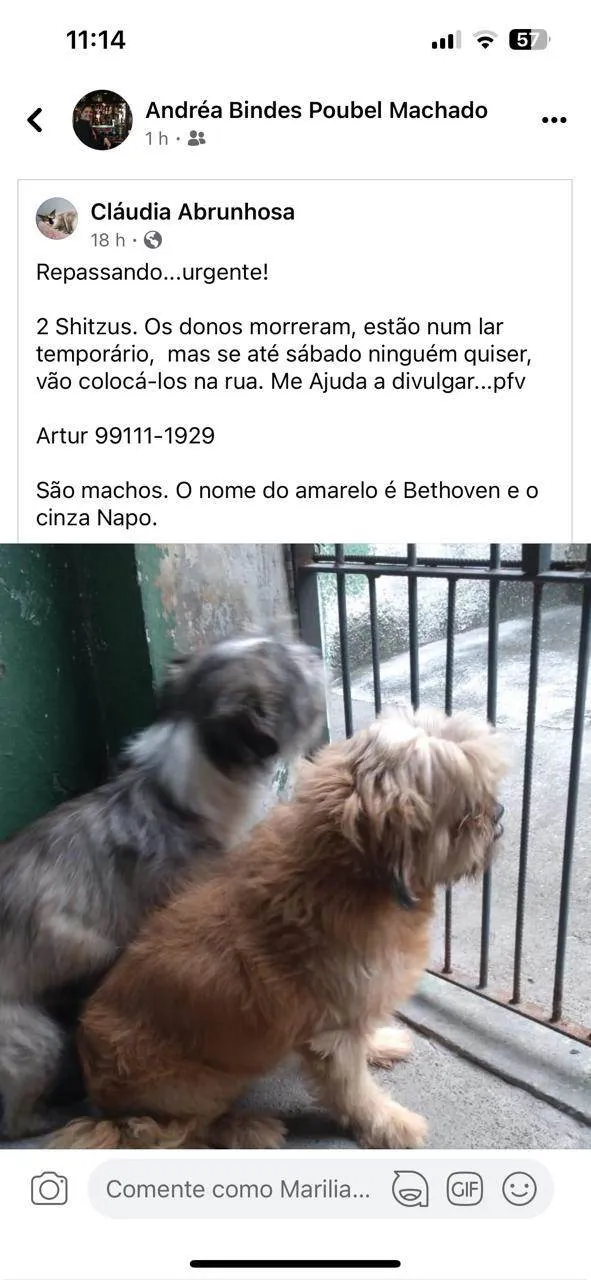 Cachorro ra a Shitzu idade 3 anos nome 2 Shitzus 