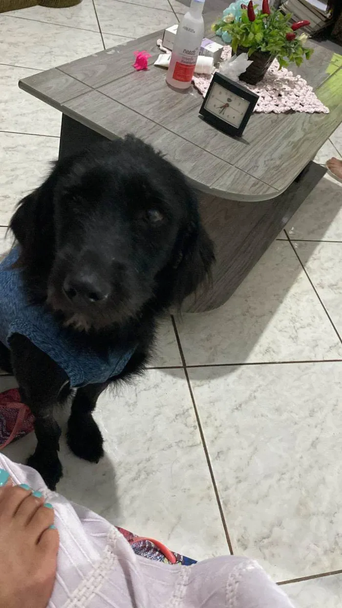 Cachorro ra a SRD-ViraLata idade 3 anos nome Dollynho o seu amiguinho