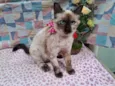 Mimi