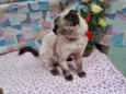 Mimi