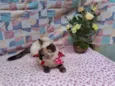 Mimi