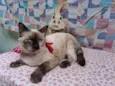 Mimi