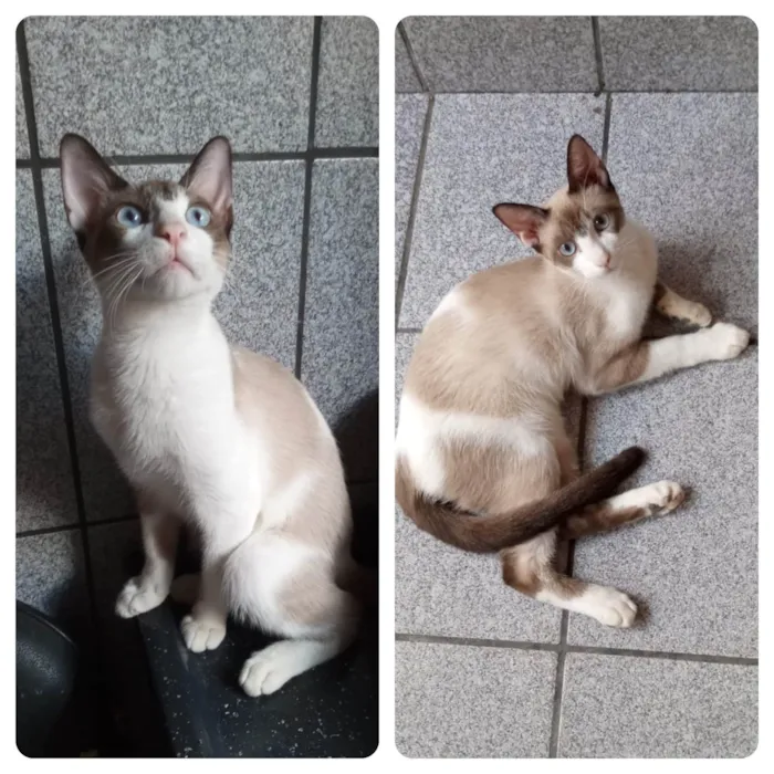Gato ra a SRD-ViraLata idade 2 a 6 meses nome Guto