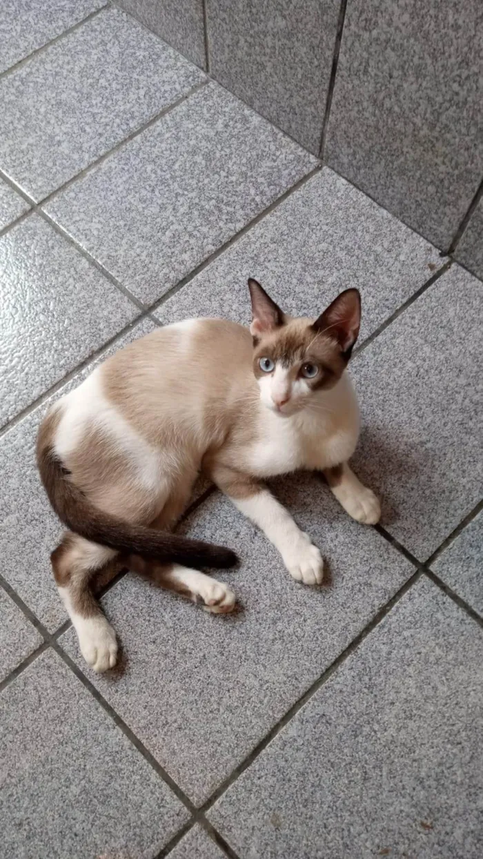 Gato ra a SRD-ViraLata idade 2 a 6 meses nome Guto