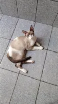 Guto